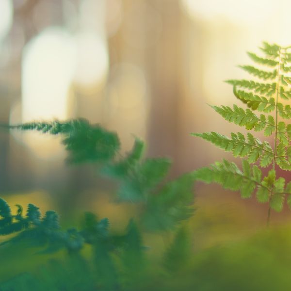 Rooted: Ozone + Moss + Bergamot