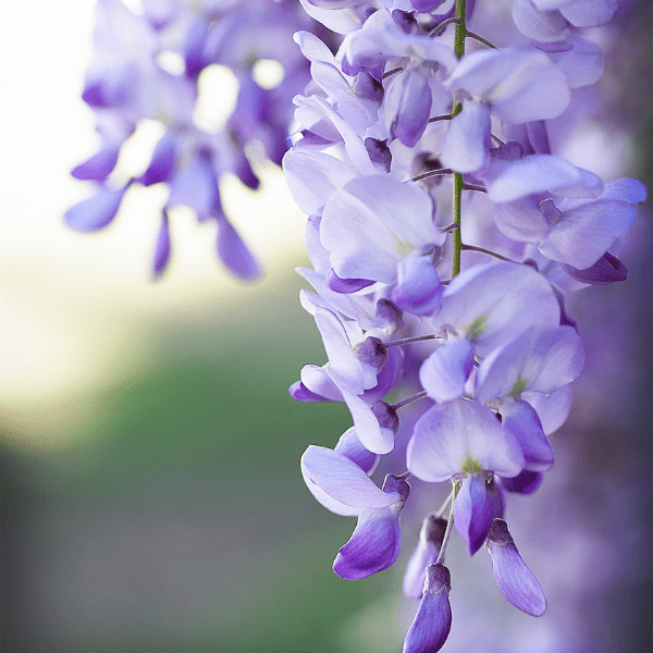 Forgiven: Simply Lavender Scented Candle - Faithgranced